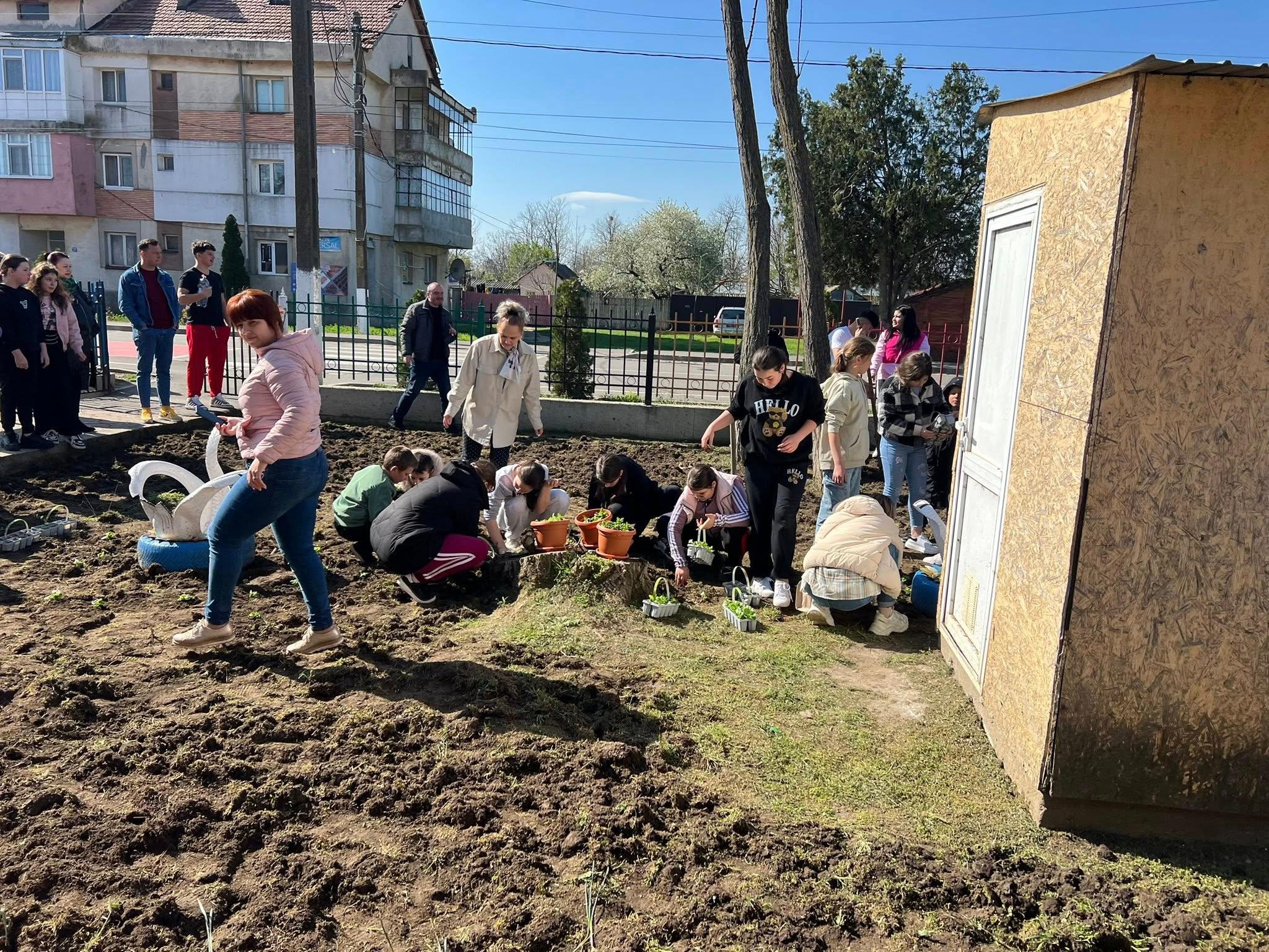 plantat pomi