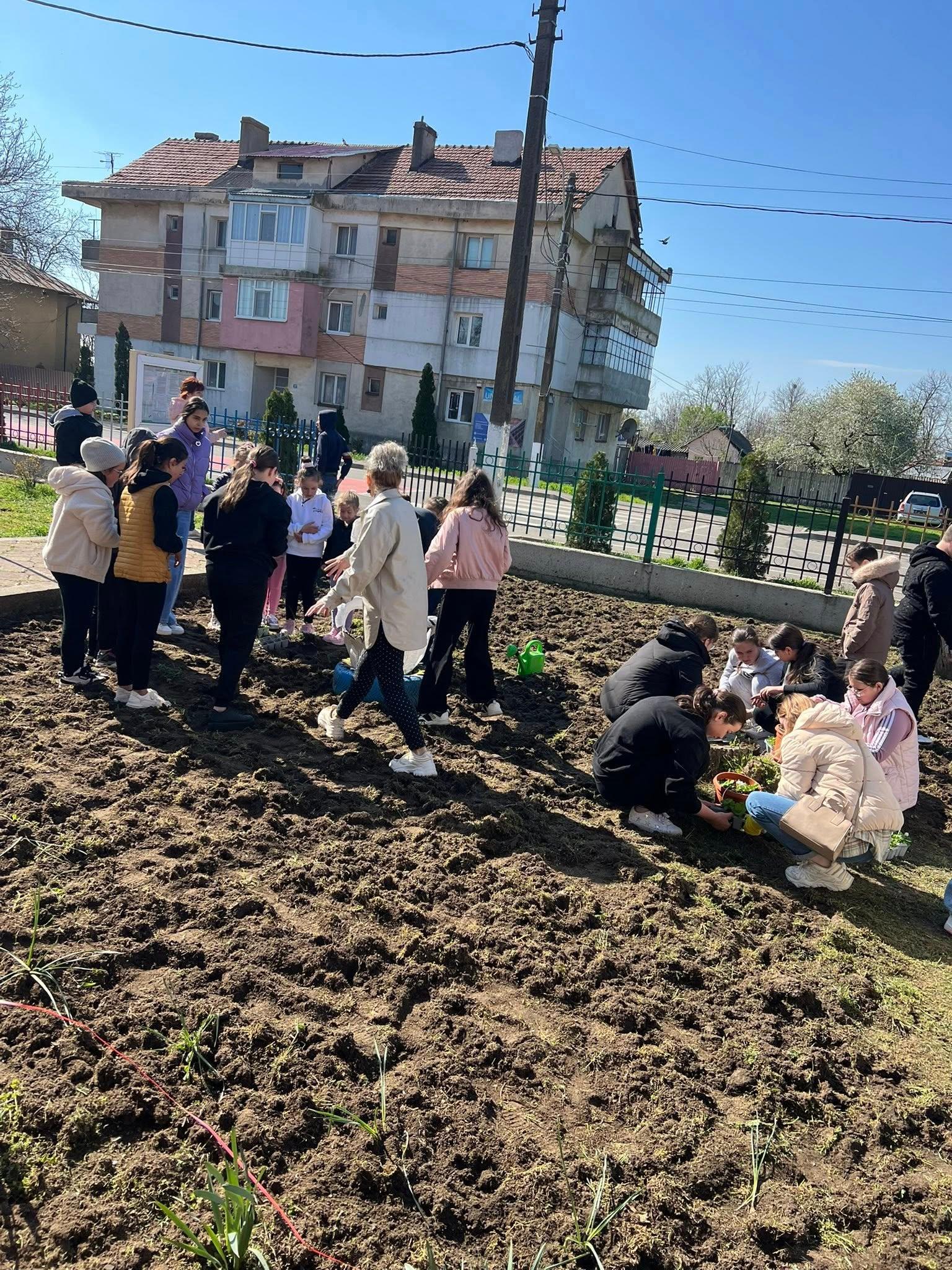 plantat pomi