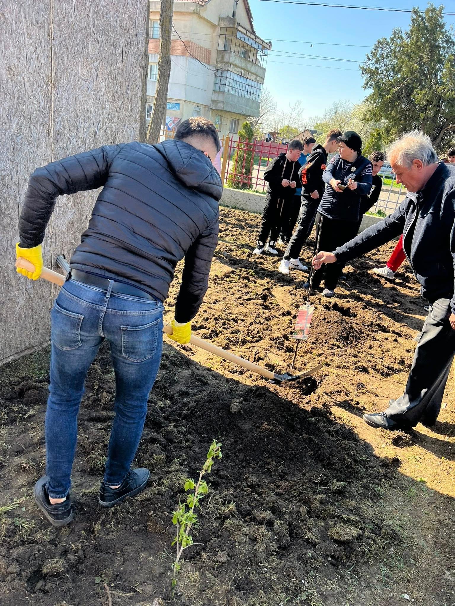 plantat pomi